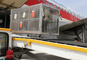 草原迎来大熊猫 呼和浩特机场顺利保障