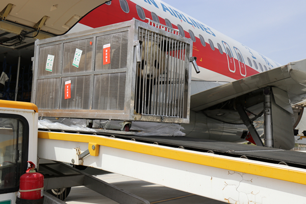 68草原迎来大熊猫 呼和浩特机场顺利保障.jpg